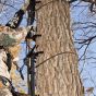 Muddy Outdoors Pro Climbing Sticks 4-section tree climbing system with bark biters and rope cam attachment.
