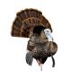 Avian-X HDR Strutter Turkey Decoy with adjustable fan and interchangeable heads
