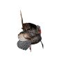 Avian-X HDR Strutter Turkey Decoy with adjustable fan and interchangeable heads
