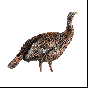 Avian-X HDR Hen Turkey Decoy with interchangeable heads for turkey hunting
