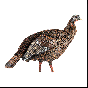 Avian-X HDR Hen Turkey Decoy with interchangeable heads for turkey hunting
