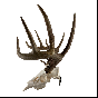Grakksaw Deer Skull Hanger