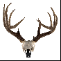 Grakksaw Deer Skull Hanger