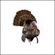 Avian-X HDR Strutter Turkey Decoy with adjustable fan and interchangeable heads
