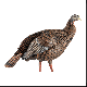 Avian-X HDR Hen Turkey Decoy with interchangeable heads for turkey hunting
