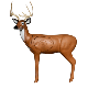 Big Shot Pro Hunter Double Duty Buck full-scale deer archery target for realistic practice and durability.
